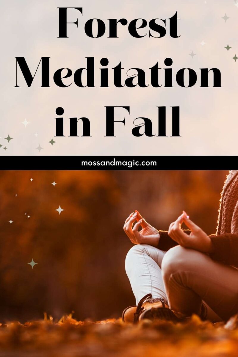 Forest Meditation in Fall: Techniques for Meditating in Autumn Forests ...